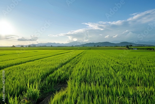 Vast Green Rice Field with Mountain View