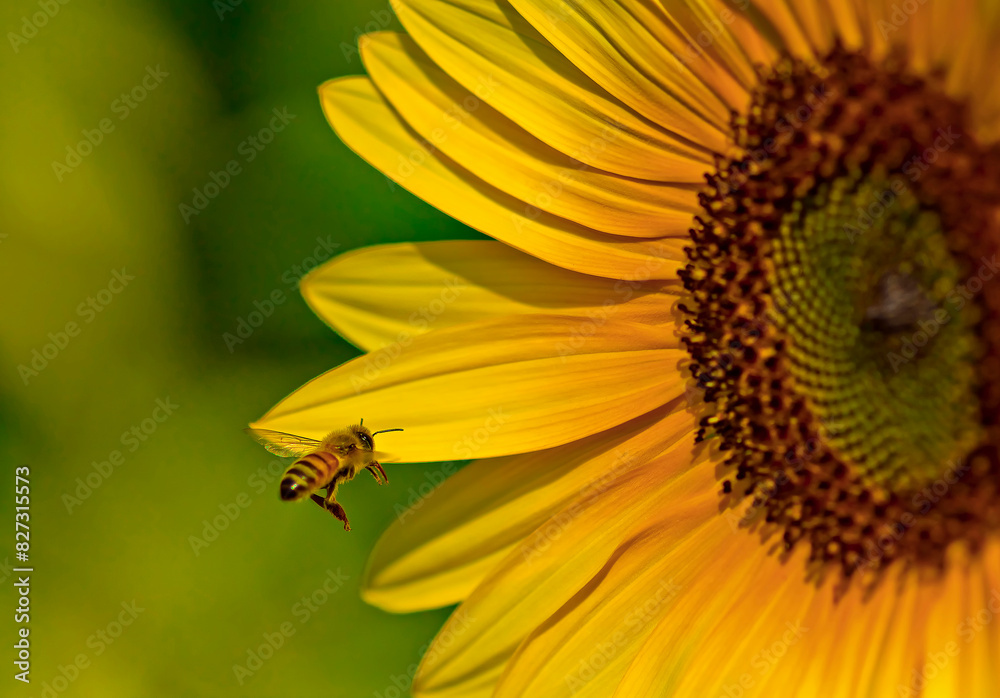 Honey bee flying near a sunflower against a green background Honey bee flying near a sunflower against a green background
