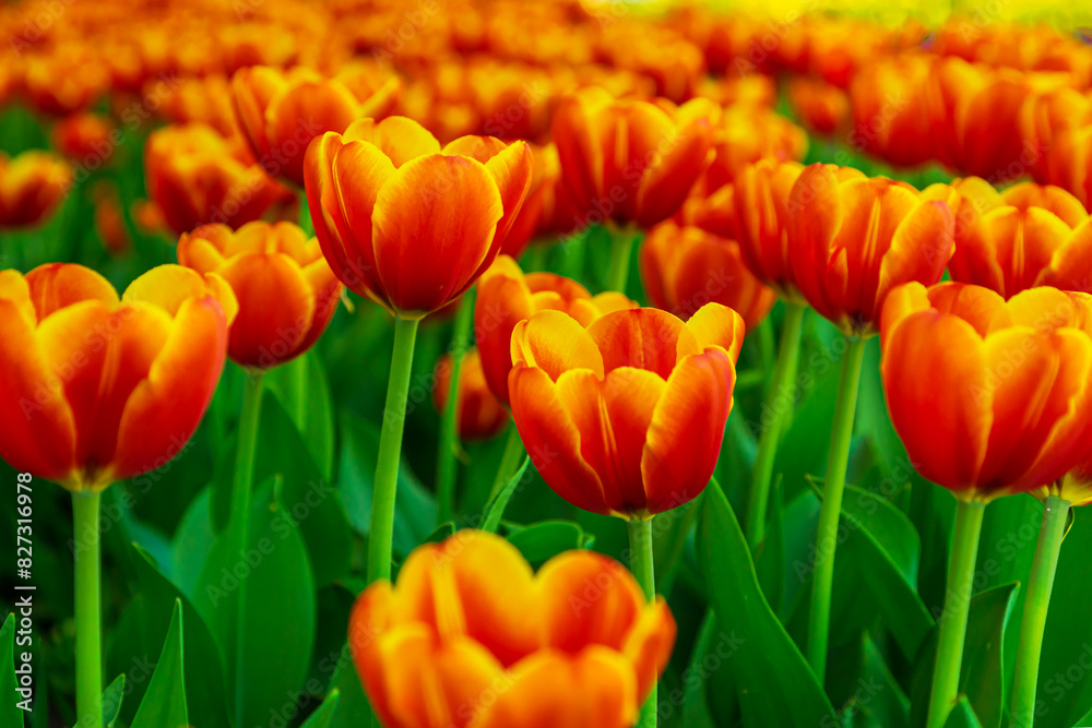 Red and yellow tulips blooming in the park. Red and yellow tulips blooming in the park.