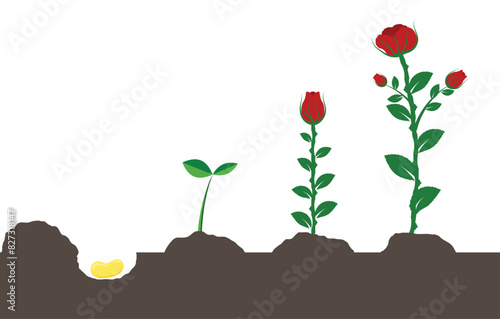 Growing Garden Rose Flower from Seed to Plant. Gardening and nature concept vector