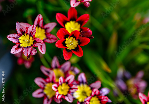 Fototapeta Naklejka Na Ścianę i Meble -  Macro shot of red and yellow flowers in the San Francisco Bay Area