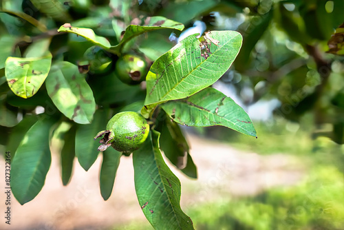 Closeup of guava growing on a tree in Lalpur, Punjab, India photo