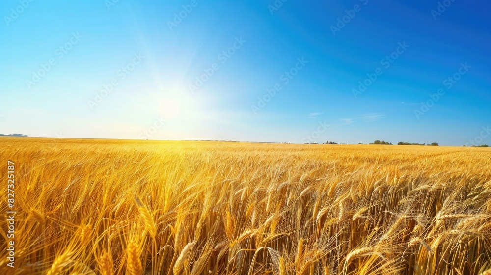 Vibrant scenery of a sunlit golden wheat field under a clear blue sky exuding tranquility and prosperity Ideal for themes related to agriculture nature and harvesting