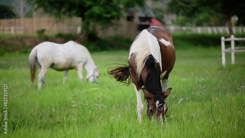 Two horses feeding off grass at pasture. Domestic farm equine mammals grazing in green fields