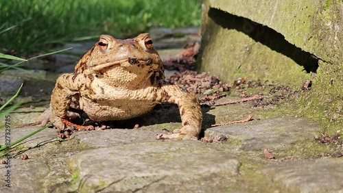 Common toad stands on a narrow stone walkway basking in the bright sunlight with blur background photo