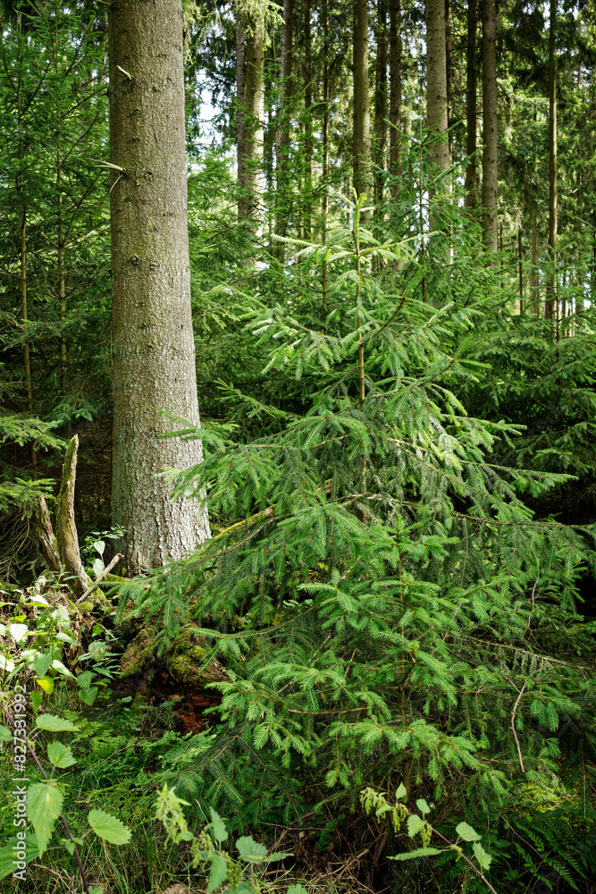 Fototapeta premium Lush summer forest in Southern Germany.