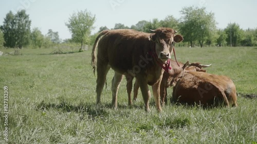 The cow is pooping pancakes out. A young heifer defecates in a meadow. Free-range farm animals. Cow manure. photo