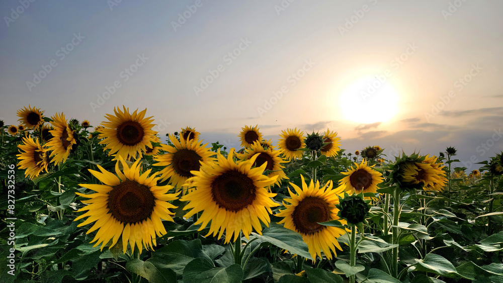 Fototapeta premium Sunflower field during sunset tme