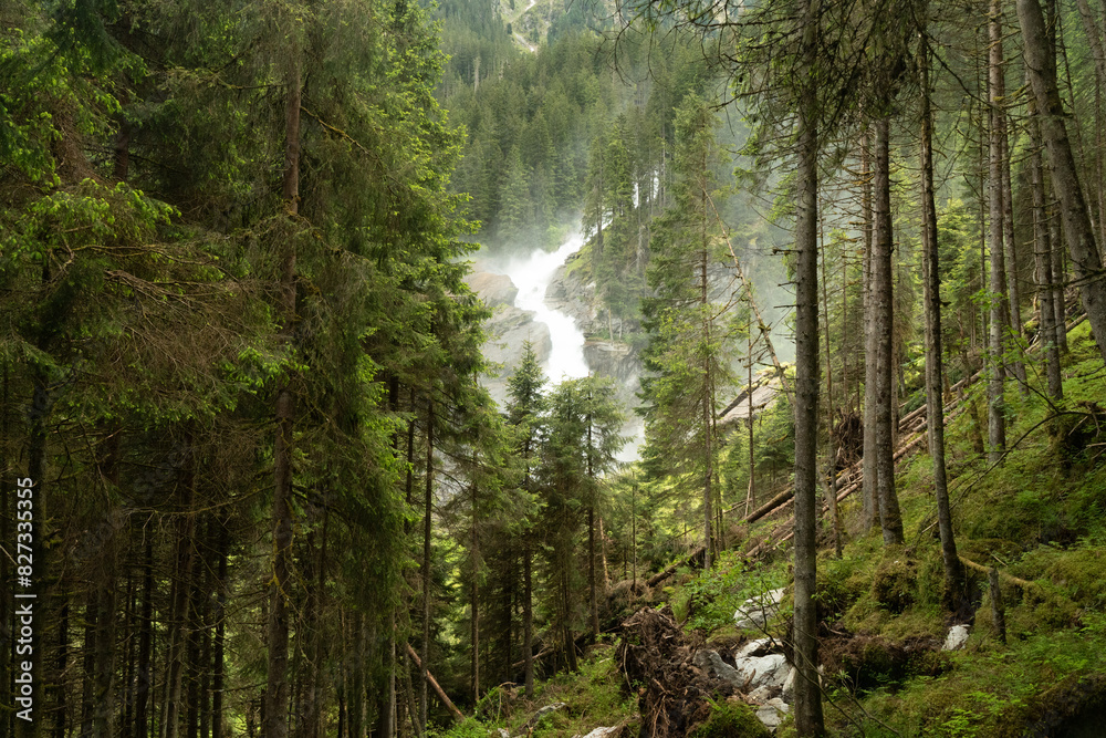 Obraz premium morning in the forest