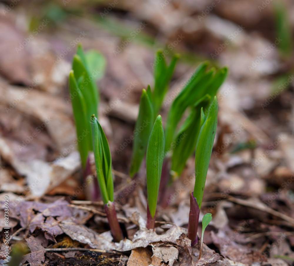 Leeks in the forest just starting to sprout in Ontario, Canada Leeks in the forest just starting to sprout in Ontario, Canada
