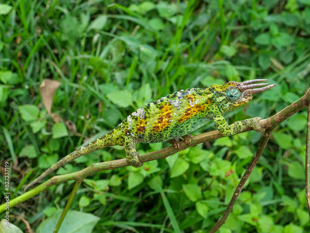 Chameleon (Trioceros) in Bwindi National Park Uganda. Chameleon (Trioceros) in Bwindi National Park Uganda.