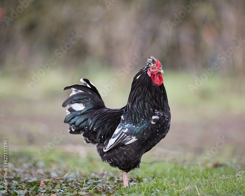 Black rooster free range on farm