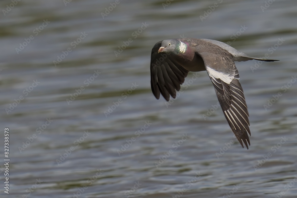 Wood Pigeon flying over the sea shore. Wood Pigeon flying over the sea shore.