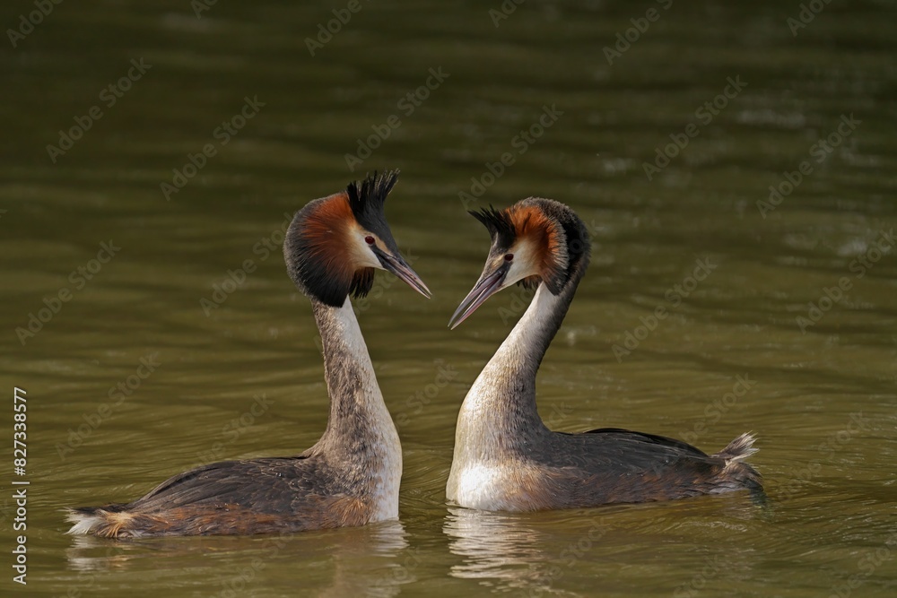 Pair of Great Crested Grebes swimming in a lake. Pair of Great Crested Grebes swimming in a lake.
