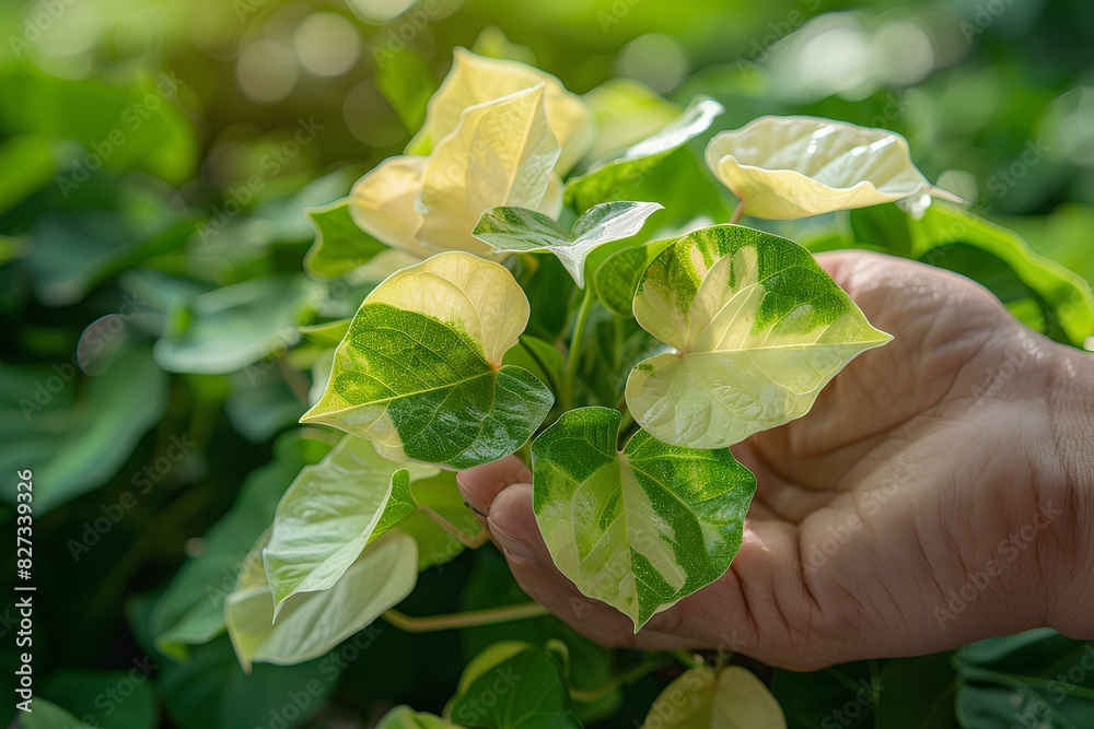 A close up of a person's hand holding a plant A close up of a person's hand holding a plant