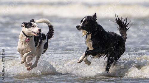 Photography black dog on the beach having fun