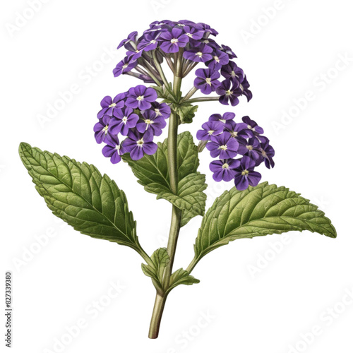 lilac isolated isolated on transparent background, old botanical style
