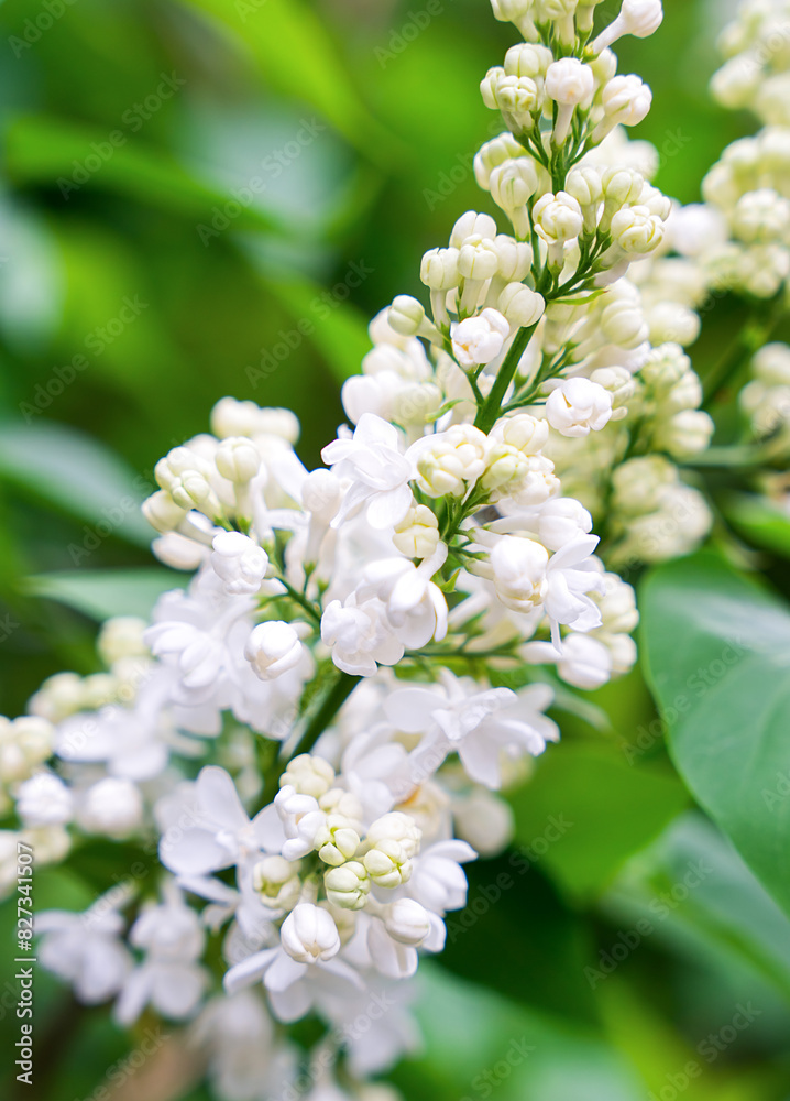 White lilac bush. Natural background. Close-up. Selective focus.