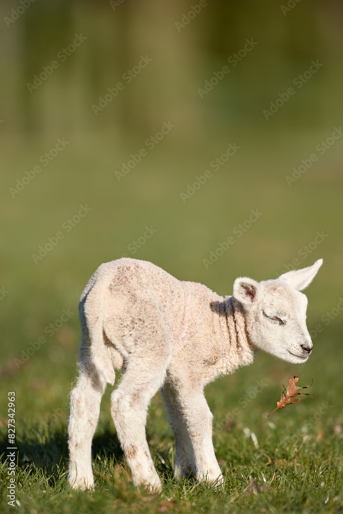 Little very cute white lamb on meadow Little very cute white lamb on meadow