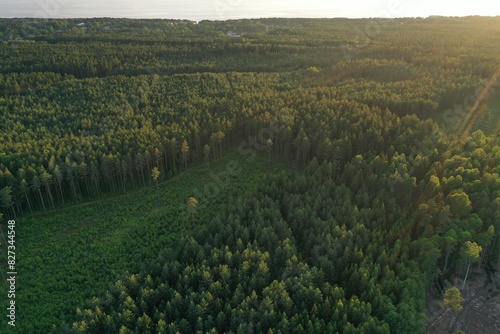 Forest view from above