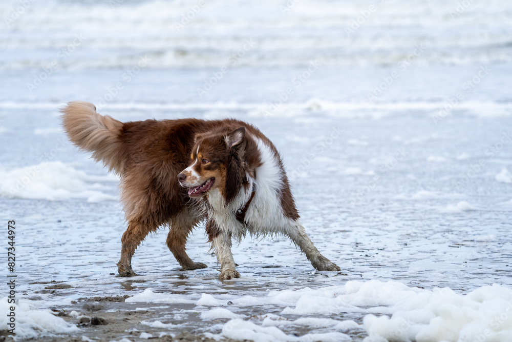 Border collie dog running in the water and enjoying the sun at the sand beach. Dog having fun at sea in summer.
Border collie dog running in the water and enjoying the sun at the sand beach. Dog having fun at sea in summer.
