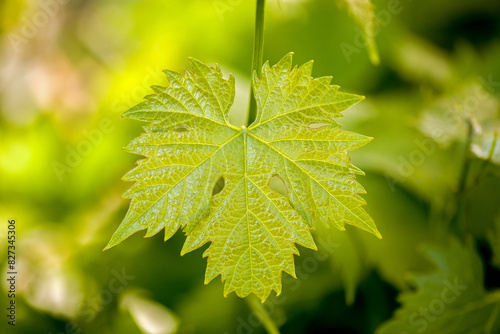 a green vine leaf in front of a bright blurred background 