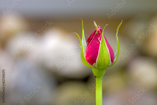 green lice on a red rose in front of a blurred background