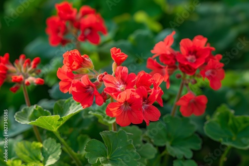 A vibrant red geranium in full bloom, its lush foliage framing clusters of scarlet blooms that seem to glow with inner fire against a backdrop of verdant leaves. © Sula,s