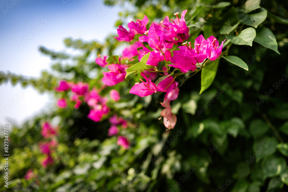 Bougainvillea glabra plant in rural Punjab, India. Bougainvillea glabra plant in rural Punjab, India.