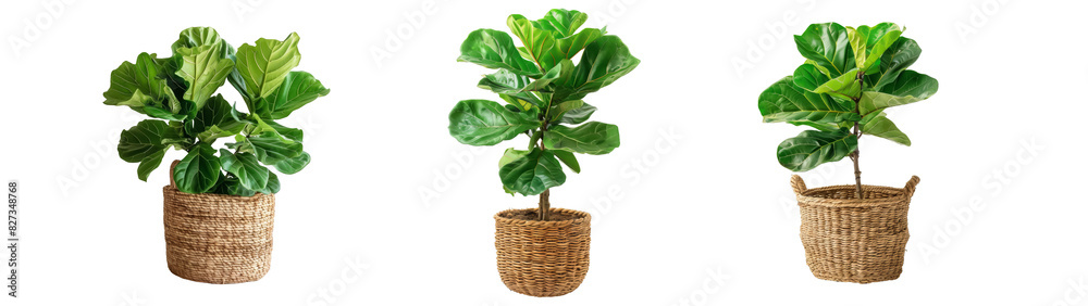Three fiddle leaf fig plants in wicker baskets, showcasing large, vibrant green leaves and structured stems, perfect for modern interior decor and plant enthusiasts on a transparent background Three fiddle leaf fig plants in wicker baskets, showcasing large, vibrant green leaves and structured stems, perfect for modern interior decor and plant enthusiasts on a transparent background