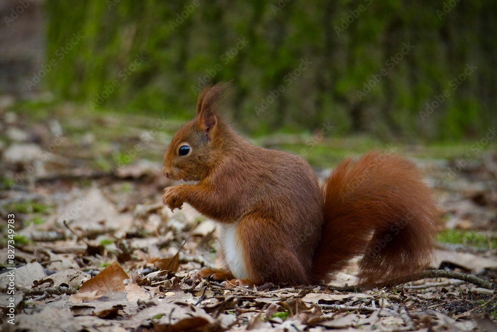 Red squirrel on autumn leaves in a park setting Red squirrel on autumn leaves in a park setting