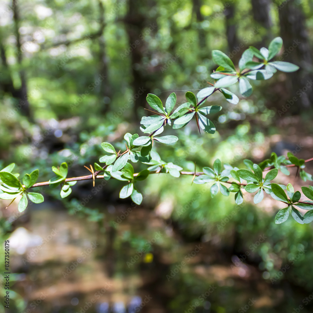 Obraz premium Close-up of green branch in front of forest river
