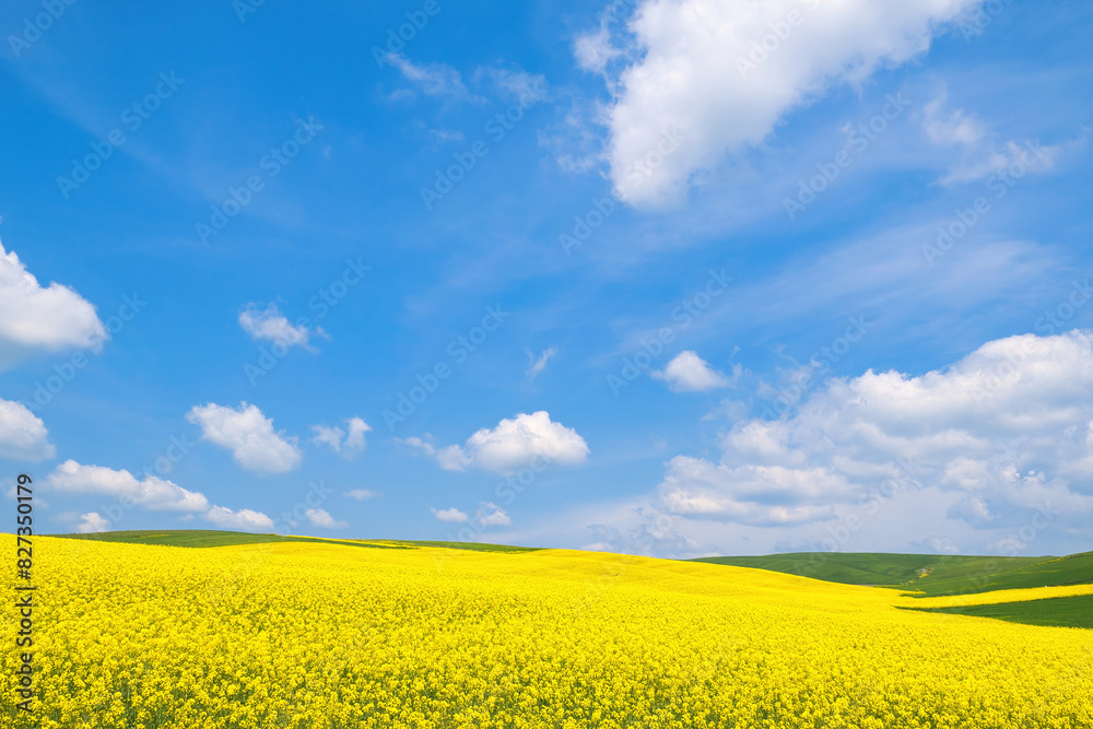 Spring rural landscape, fields with blooming yellow rapeseed and wheat against a blue sky Spring rural landscape, fields with blooming yellow rapeseed and wheat against a blue sky