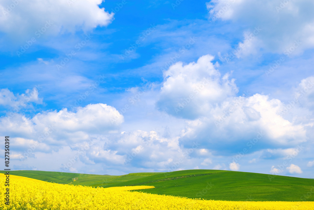 Spring rural landscape, fields with blooming yellow rapeseed and wheat against a blue sky Spring rural landscape, fields with blooming yellow rapeseed and wheat against a blue sky