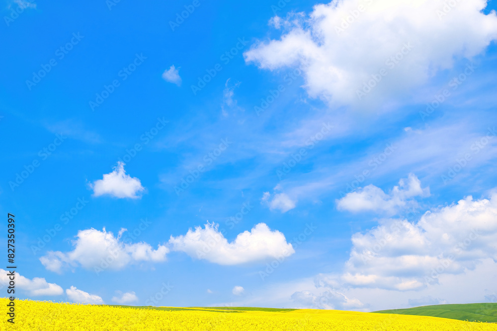 Spring rural landscape, fields with blooming yellow rapeseed and wheat against a blue sky Spring rural landscape, fields with blooming yellow rapeseed and wheat against a blue sky