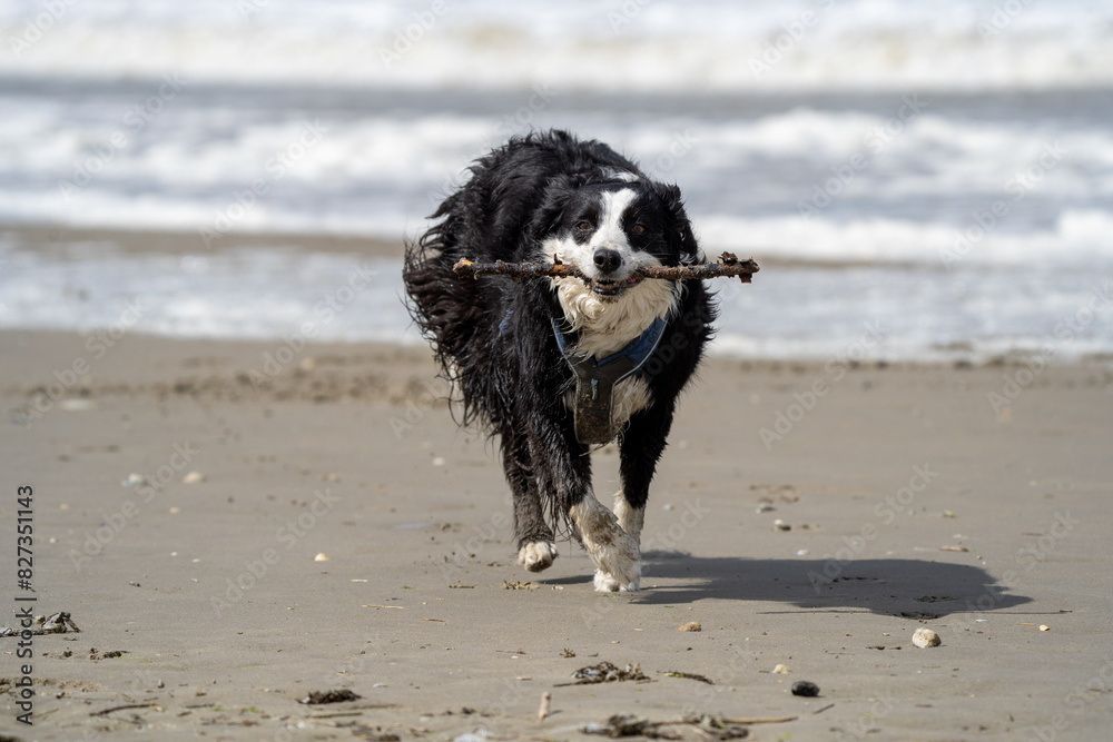 Border collie dog running in the water and enjoying the sun at the sand beach. Dog having fun at sea in summer.
Border collie dog running in the water and enjoying the sun at the sand beach. Dog having fun at sea in summer.