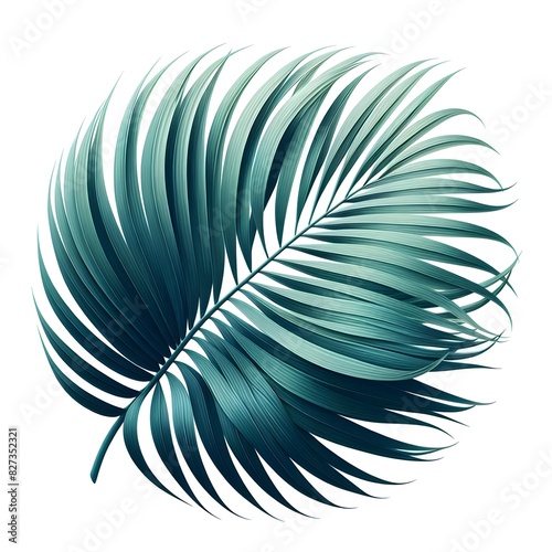 green palm leaf cut out white background beautiful pic © HaniRaza