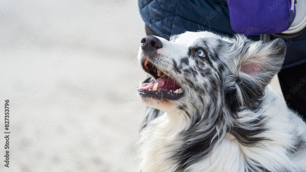 Fototapeta premium australian shepherd dog on the beach, beautifull eyes. Dog on the beach. 