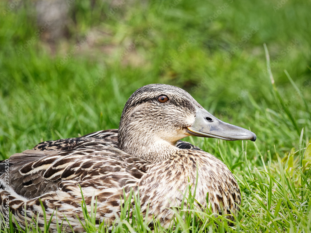 Closeup shot of a brown mallard duck perched on lush green grass Closeup shot of a brown mallard duck perched on lush green grass