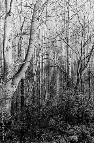 Paysage transformé par les inondations photo