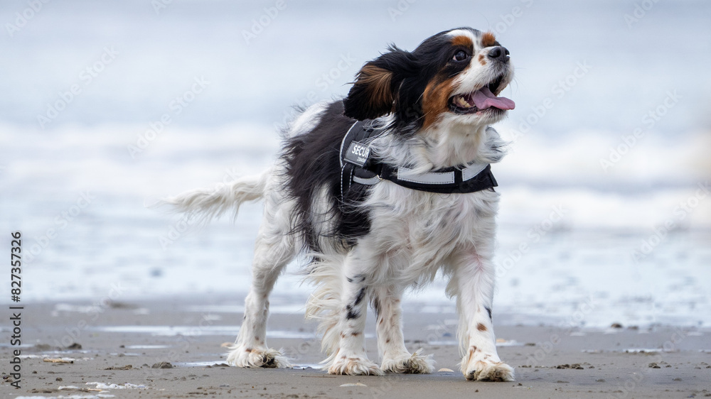 dog on the beach having fun dog on the beach having fun