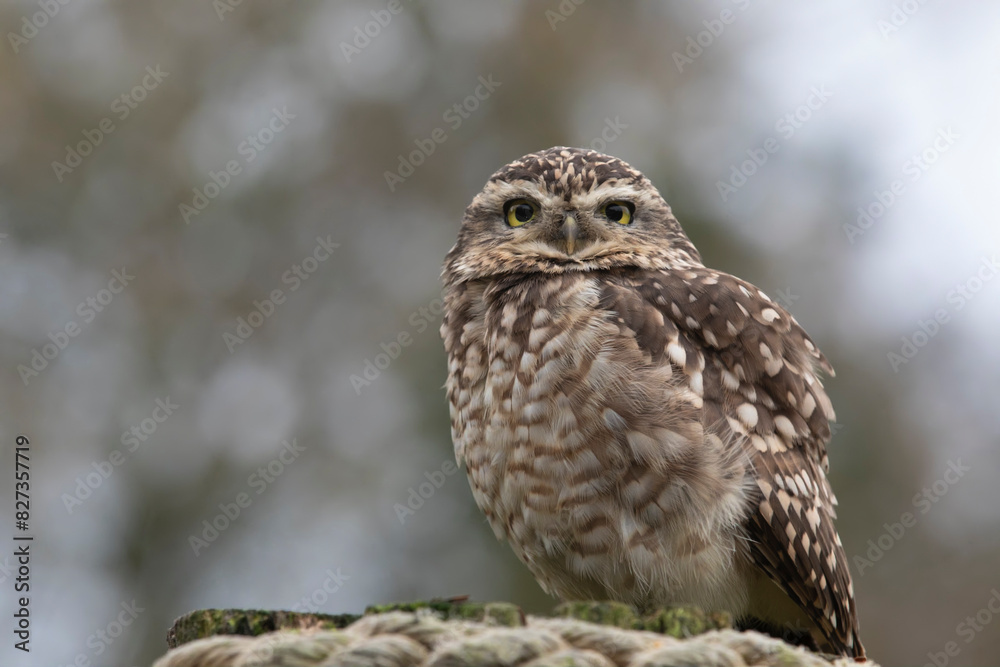 Tiny owl perched on rocks against a blurry background Tiny owl perched on rocks against a blurry background