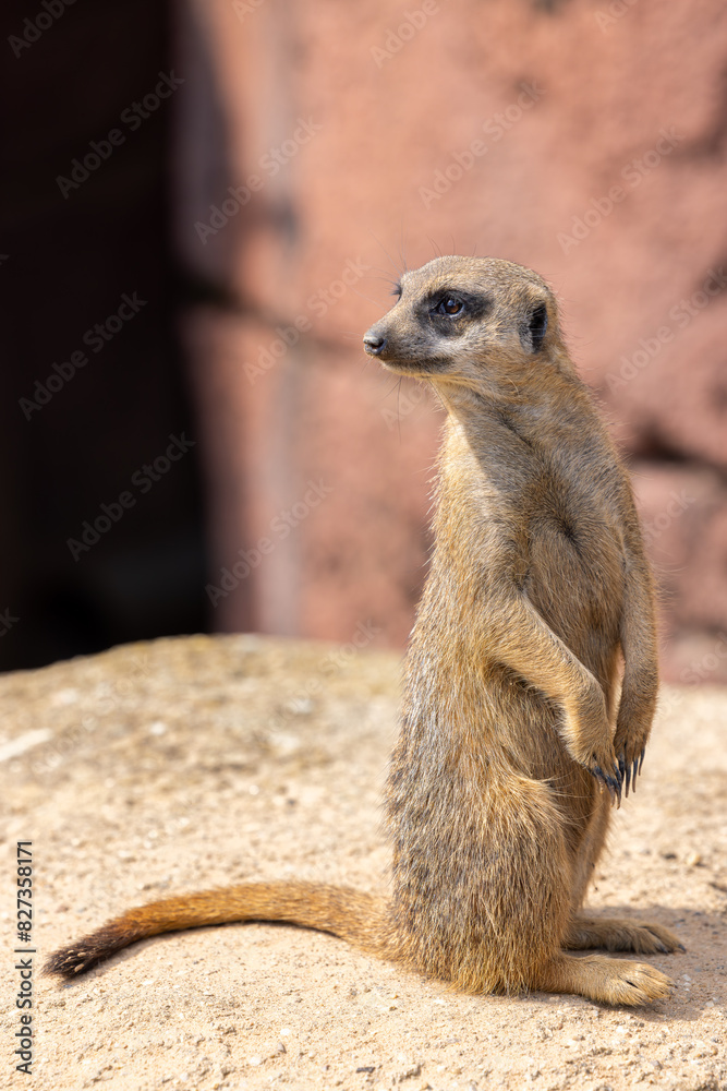 Fototapeta premium Meerkat standing upright on hind legs.