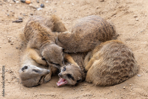 Fotografi Group of young meerkats snuggled up in a heap.