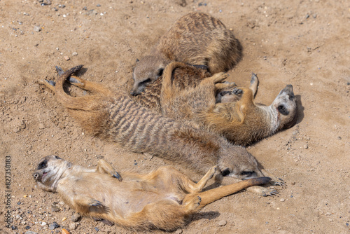 Fotografi three baby meerkats cuddle on the ground