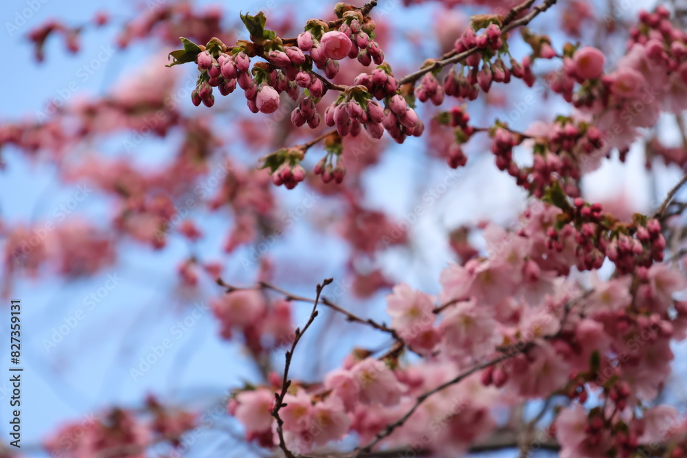 Selective focus shot of pink cherry blossom tree branches Selective focus shot of pink cherry blossom tree branches
