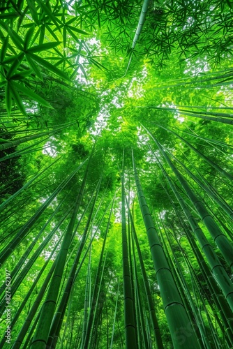 Vibrant Bamboo Forest: A Symphony of Green