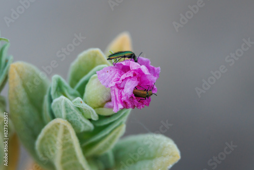 Escarabajo verdeazulado, Psilothrix viridicoerulea, comiendo en flor de jara cistus albidus, Sierra de Mariola, Alcoy, España