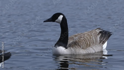 Shot of a Brent goose dabbling for food in the water at George Langman Sanctuary. photo