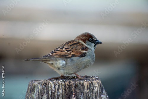 Small bird perched on a wooden post, gazing forward.